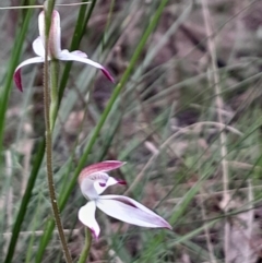 Caladenia moschata at Tidbinbilla Nature Reserve - suppressed