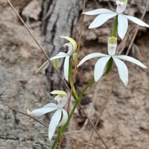 Caladenia moschata at Tidbinbilla Nature Reserve - 22 Oct 2023