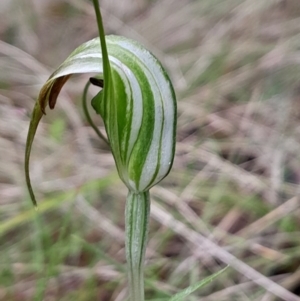 Diplodium decurvum at Namadgi National Park - 5 Jan 2024