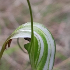 Diplodium decurvum at Namadgi National Park - 5 Jan 2024