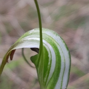 Diplodium decurvum at Namadgi National Park - 5 Jan 2024