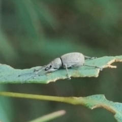 Merimnetes sp. (genus) (A weevil) at Bungendore, NSW - 22 Mar 2024 by clarehoneydove