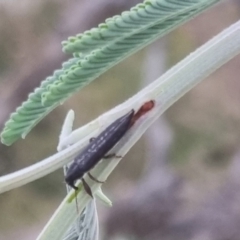 Rhinaria sp. (genus) (Unidentified Rhinaria weevil) at Bungendore, NSW - 22 Mar 2024 by clarehoneydove