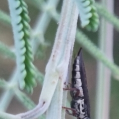 Rhinaria sp. (genus) at suppressed - 22 Mar 2024