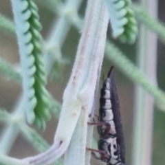 Rhinaria sp. (genus) at QPRC LGA - suppressed