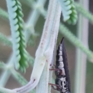 Rhinaria sp. (genus) at QPRC LGA - suppressed