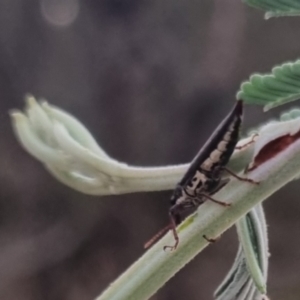 Rhinaria sp. (genus) at QPRC LGA - suppressed