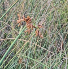 Schoenoplectus tabernaemontani (River Club-rush) at Macgregor, ACT - 20 Mar 2024 by WalkYonder