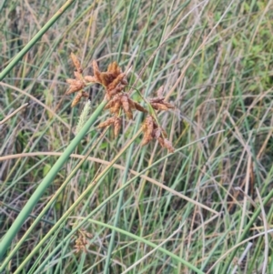 Schoenoplectus tabernaemontani at Macgregor, ACT - 20 Mar 2024 05:19 PM