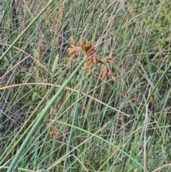 Schoenoplectus tabernaemontani at Macgregor, ACT - 20 Mar 2024 05:19 PM