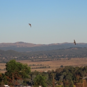 Hirundapus caudacutus at Red Hill Nature Reserve - 22 Mar 2024