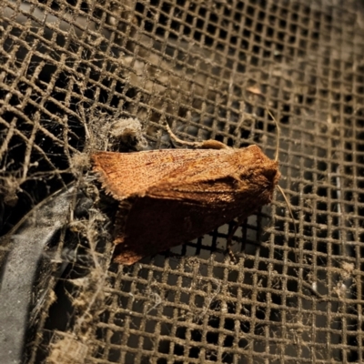 Dasygaster padockina (Tasmanian Cutworm) at Captains Flat, NSW - 22 Mar 2024 by Csteele4