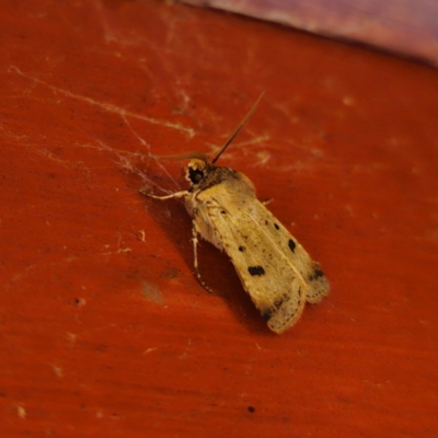 Agrotis porphyricollis (Variable Cutworm) at Captains Flat, NSW - 22 Mar 2024 by Csteele4