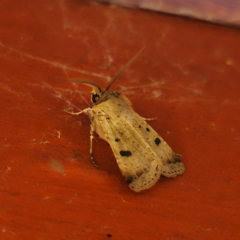 Agrotis porphyricollis at QPRC LGA - 22 Mar 2024