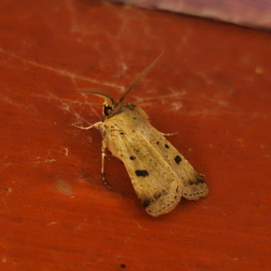 Agrotis porphyricollis at QPRC LGA - 22 Mar 2024 10:20 PM