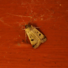 Agrotis porphyricollis at QPRC LGA - 22 Mar 2024