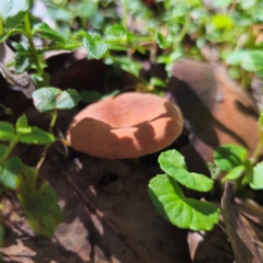 Lactarius eucalypti (Lactarius eucalypti) at Farringdon, NSW - 22 Mar 2024 by Csteele4