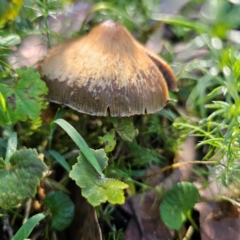 Psilocybe subaeruginosa (Psilocybe subaeruginosa) at Farringdon, NSW - 22 Mar 2024 by Csteele4