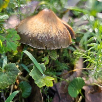 Psilocybe subaeruginosa (Psilocybe subaeruginosa) at Tallaganda State Forest - 22 Mar 2024 by Csteele4