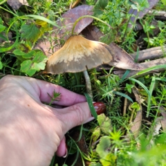 Psilocybe subaeruginosa at QPRC LGA - suppressed