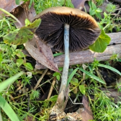 Psilocybe subaeruginosa at QPRC LGA - 22 Mar 2024