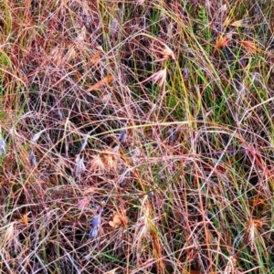 Themeda triandra at Mount Rogers - 19 Mar 2024