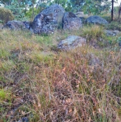 Themeda triandra at Mount Rogers - 19 Mar 2024