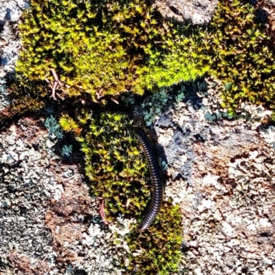 Diplopoda (class) (Unidentified millipede) at Mount Rogers - 19 Mar 2024 by WalkYonder