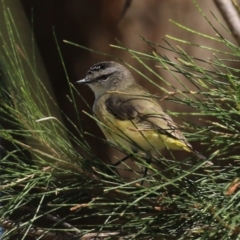 Acanthiza chrysorrhoa (Yellow-rumped Thornbill) at Tuggeranong Creek to Monash Grassland - 22 Mar 2024 by RodDeb