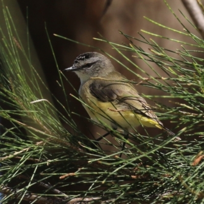 Acanthiza chrysorrhoa (Yellow-rumped Thornbill) at Monash, ACT - 22 Mar 2024 by RodDeb