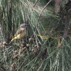 Acanthiza chrysorrhoa at Tuggeranong Creek to Monash Grassland - 22 Mar 2024 12:55 PM