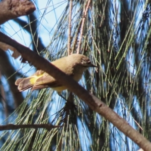 Acanthiza chrysorrhoa at Tuggeranong Creek to Monash Grassland - 22 Mar 2024 12:55 PM