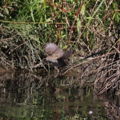 Poodytes gramineus (Little Grassbird) at Monash, ACT - 22 Mar 2024 by RodDeb