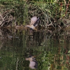 Poodytes gramineus at Isabella Pond - 22 Mar 2024