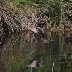 Poodytes gramineus at Isabella Pond - 22 Mar 2024