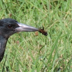 Teleogryllus commodus (Black Field Cricket) at Isabella Pond - 22 Mar 2024 by RodDeb