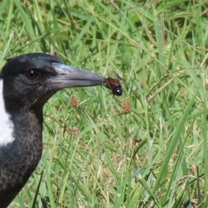 Teleogryllus commodus at Tuggeranong Creek to Monash Grassland - 22 Mar 2024