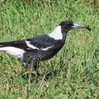 Gymnorhina tibicen (Australian Magpie) at Monash, ACT - 22 Mar 2024 by RodDeb