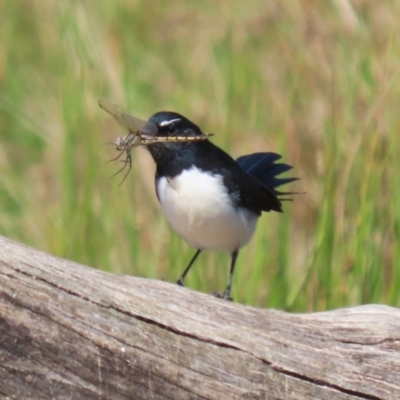 Rhipidura leucophrys (Willie Wagtail) at Monash, ACT - 22 Mar 2024 by RodDeb