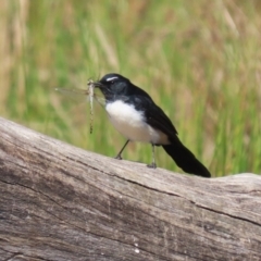 Rhipidura leucophrys at Tuggeranong Creek to Monash Grassland - 22 Mar 2024 01:41 PM