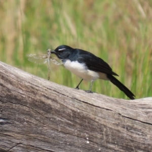 Rhipidura leucophrys at Tuggeranong Creek to Monash Grassland - 22 Mar 2024