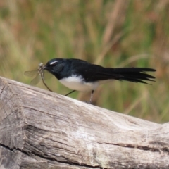 Rhipidura leucophrys at Tuggeranong Creek to Monash Grassland - 22 Mar 2024