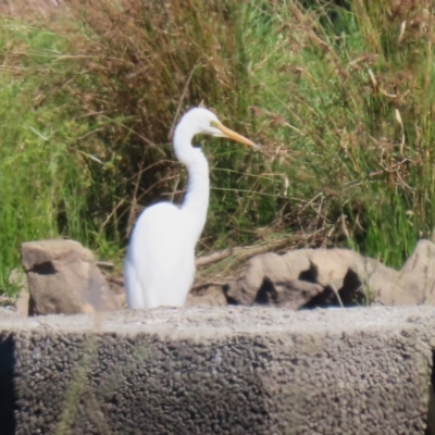 Ardea alba (Great Egret) at Tuggeranong Creek to Monash Grassland - 22 Mar 2024 by RodDeb