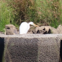 Ardea alba at Tuggeranong Creek to Monash Grassland - 22 Mar 2024 02:08 PM