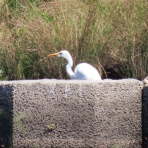 Ardea alba at Tuggeranong Creek to Monash Grassland - 22 Mar 2024