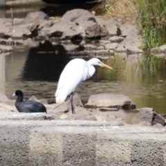 Ardea alba at Tuggeranong Creek to Monash Grassland - 22 Mar 2024