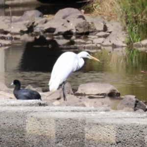 Ardea alba at Tuggeranong Creek to Monash Grassland - 22 Mar 2024 02:08 PM