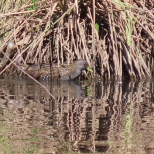 Porzana fluminea at Isabella Pond - 22 Mar 2024 01:01 PM