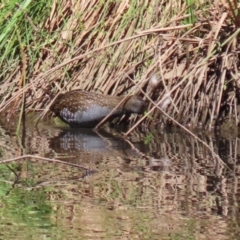 Porzana fluminea at Isabella Pond - 22 Mar 2024