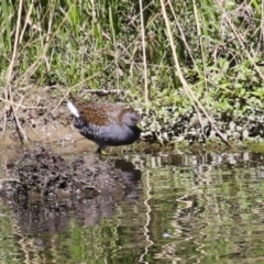 Porzana fluminea at Isabella Pond - 22 Mar 2024